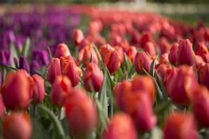 tulipanes rojos y morados