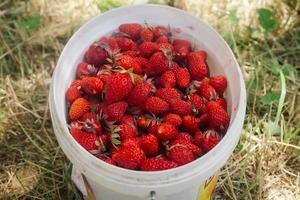 Strawberry in a decorative bucket photo