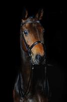 Portrait of the sport horse photo