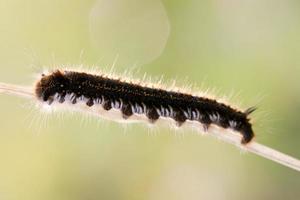 Caterpillar on a stem.