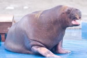 Walrus doing cheering photo
