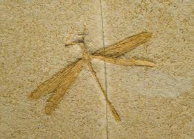 Fossil of a dragonfly. photo