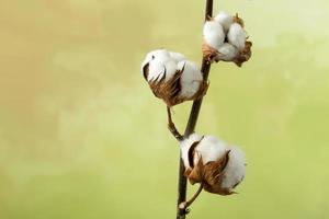 Cotton plant with copy space photo
