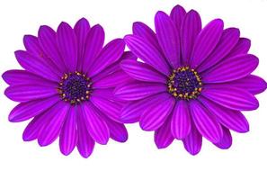 Purple daisies with copy space