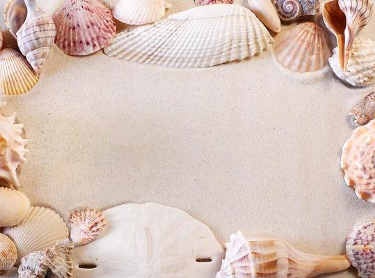 Seashell Border Stock Photos, Images and Backgrounds for Free Download