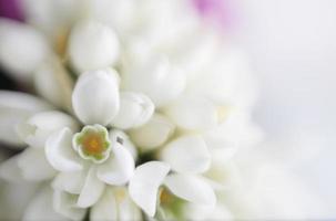 Soft focus flower background with copy space. photo