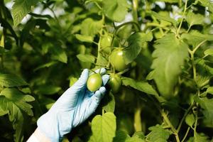 Científico de alimentos mostrando tomates en invernadero foto