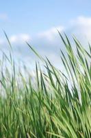 Colorful Tall Green Grass In Summer With Copy Space photo