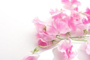 Pink sweet pea with copy space for background image