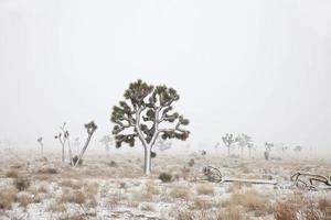 Mojave Desert Blizzard Joshua Tree National Park California copy space photo