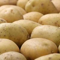 Freshly harvested potatoes photo