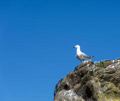 red beak seagull photo
