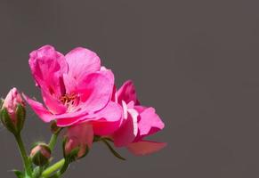 flor rosa con copyspace foto
