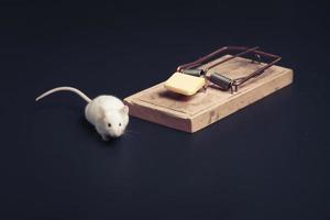 mouse near ouse trap with copy space