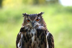 Great-Horned Owl photo