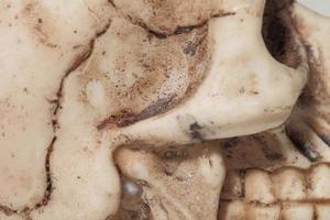 cráneo humano foto