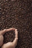coffee beans in cupped human hands photo