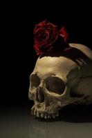 cráneo humano antiguo con rosa moribunda foto