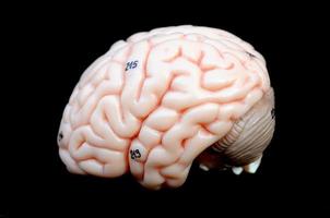 cerebro humano foto