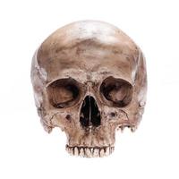 isolated skull photo