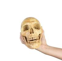 hand holding skull isolated on white background photo