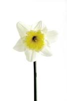 Daffodil, close-up photo