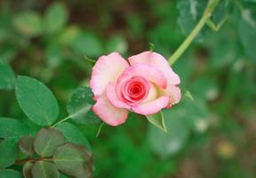 rose close up photo