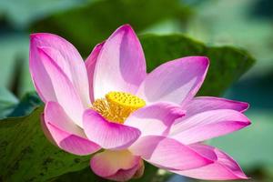 close up lotus photo