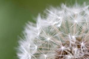 Dandelion Seed Close Up photo