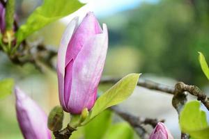 Close up magnolia flower. photo