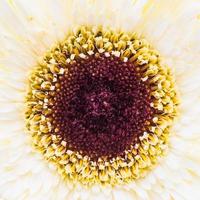 Close up gerbera flower photo