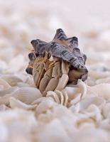 Hermit Crab Close Up photo