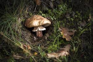 Close-up of mushroom photo