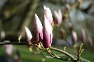 primer plano de brotes de magnolia foto