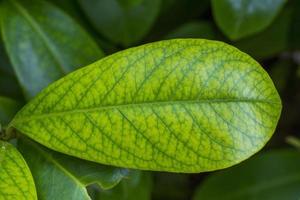 Bush leaf close-up