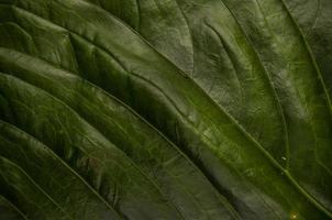 leaf background close up photo