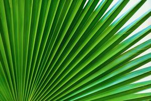 Palm leaf close-up photo
