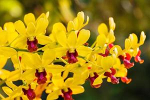 primer plano de orquídeas amarillas