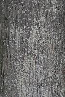 Tree bark close up photo