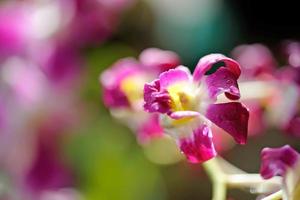 Purple orchid close-up photo