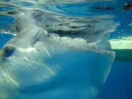 Whale shark  close up photo