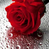 beautiful close up rose photo