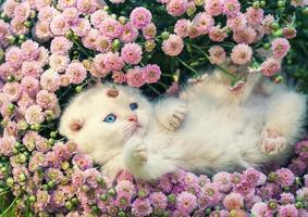 Cute kitten relaxing in flowers photo