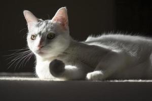 Sunbathing and relaxing kitty cat photo