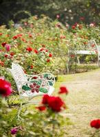 Rose garden in relaxing atmosphere photo