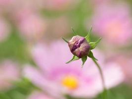 Bud of the cosmos in the flower garden photo