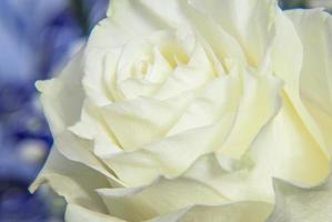 rosa blanca de cerca