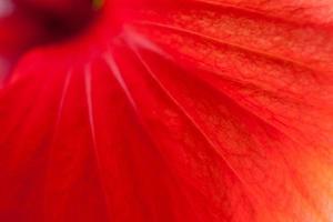 Red hibiscus, close-up photo