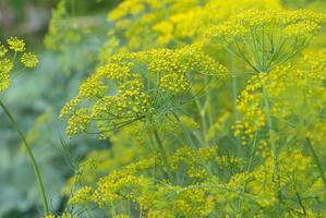 Dill flowers close-up
