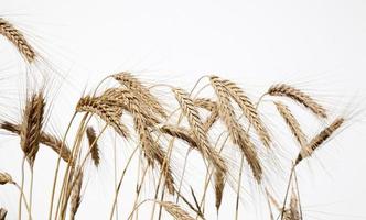 Wheat Close-up 1 photo